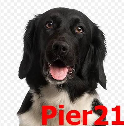 Foto: logo-pier21